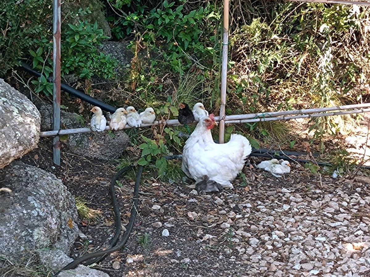 La Cera Farm Camping B&B サンタ・テレーザ・ガッルーラ エクステリア 写真