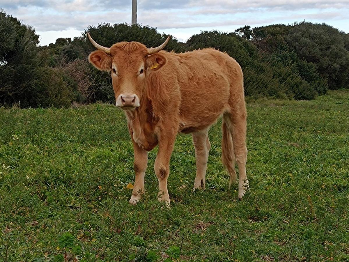 La Cera Farm Camping B&B サンタ・テレーザ・ガッルーラ エクステリア 写真