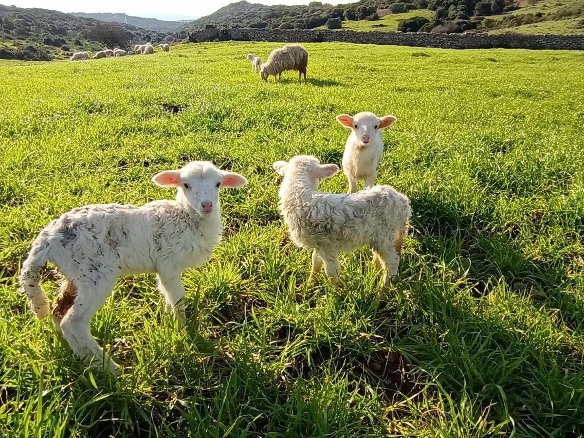 La Cera Farm Camping B&B サンタ・テレーザ・ガッルーラ エクステリア 写真