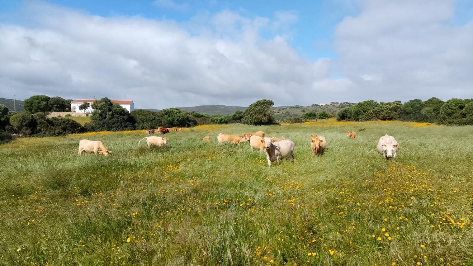 La Cera Farm Camping B&B サンタ・テレーザ・ガッルーラ エクステリア 写真