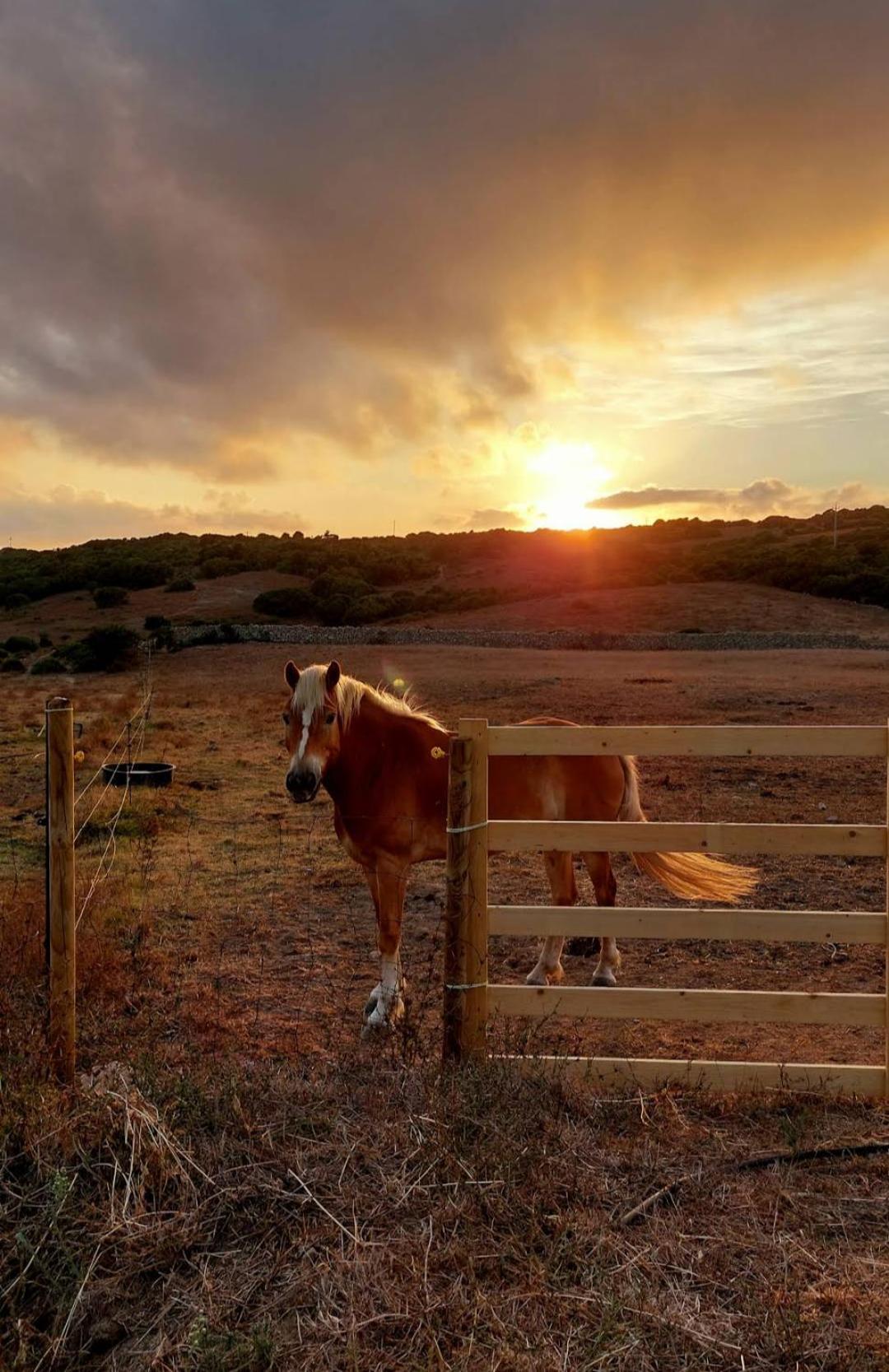 La Cera Farm Camping B&B サンタ・テレーザ・ガッルーラ エクステリア 写真
